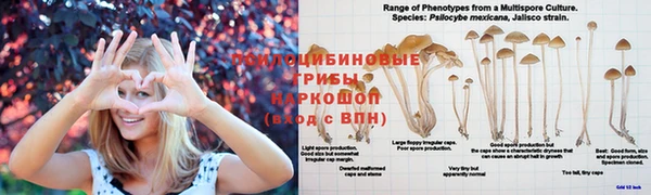 спиды Богородицк